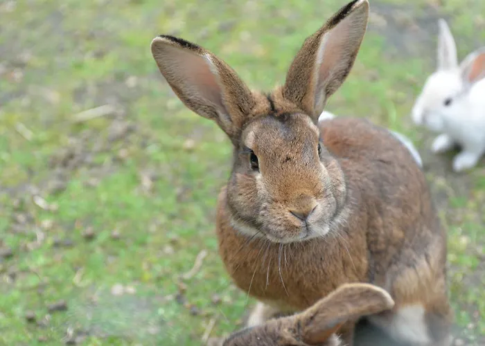 公寓 Futterkueche Haselünne